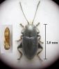 Chaetocnema subcoerulea
